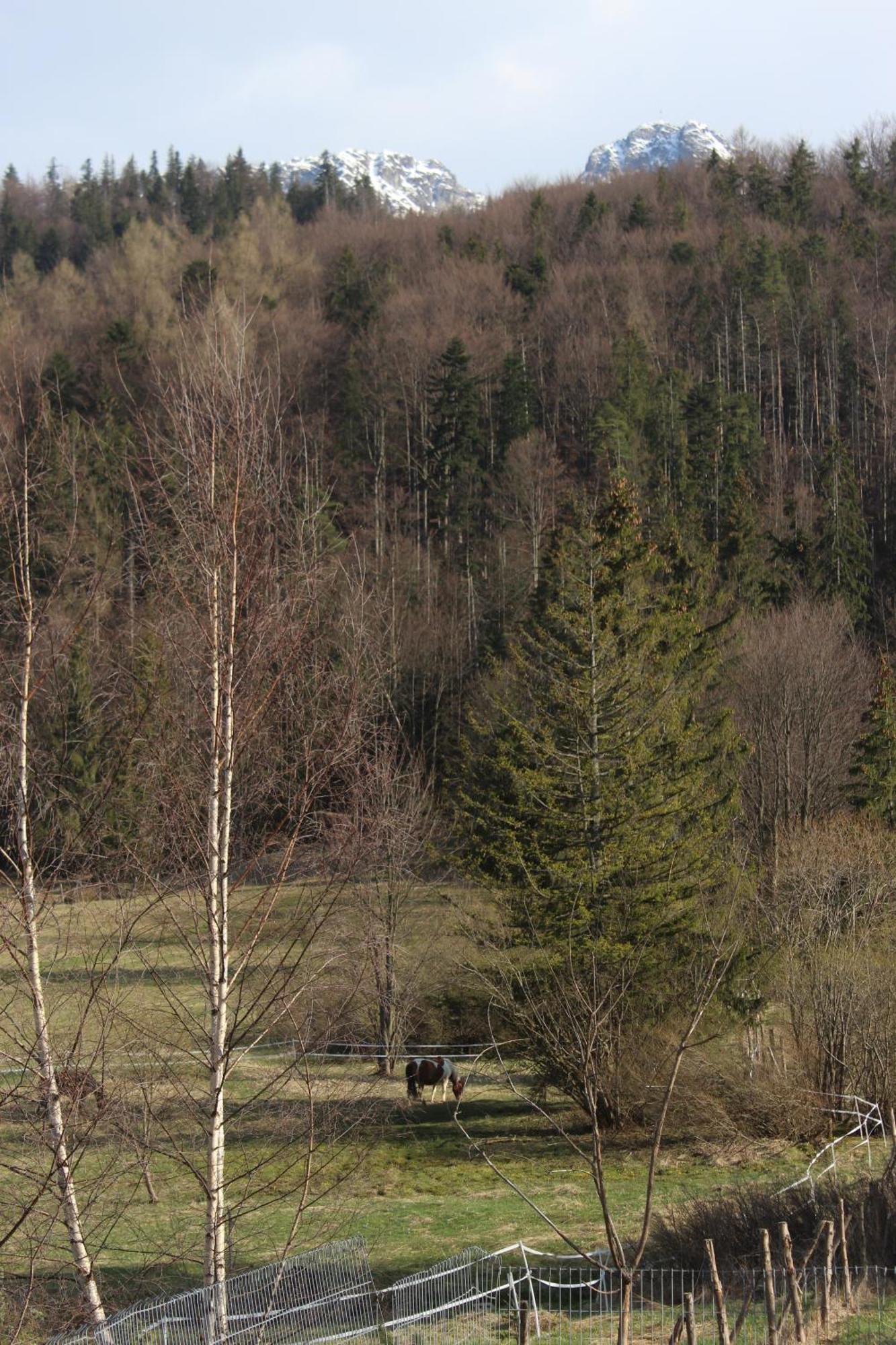 Apartament Blisko Szlaku Zakopane Apartman Kültér fotó
